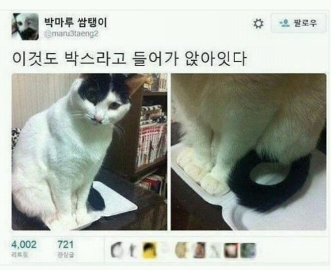박스라면 들어가있는 고양이 | 인스티즈