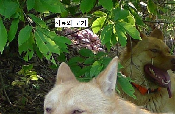 랑이 이미지