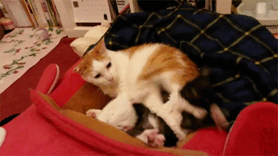 노답 냥아치들 | 인스티즈