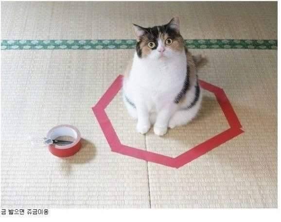 신기한 냥이 종특.jpg | 인스티즈