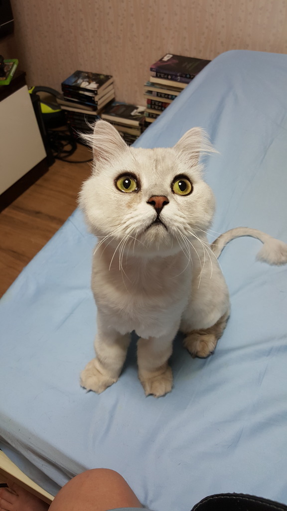 [징그럼주의] 고양이 잡아먹은 상어.gif | 인스티즈