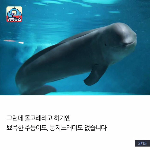 한강에 돌고래가 산다? | 인스티즈