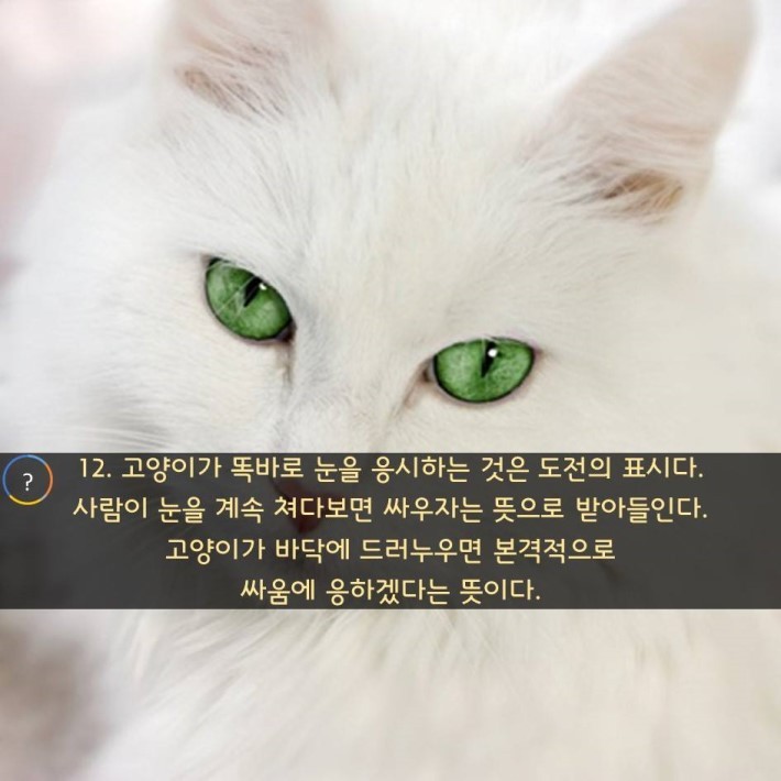 야옹이를 대하는 예의 | 인스티즈