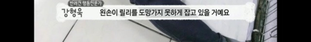 교배 업체에 보낸 후 사나워진 강아지 릴리 | 인스티즈