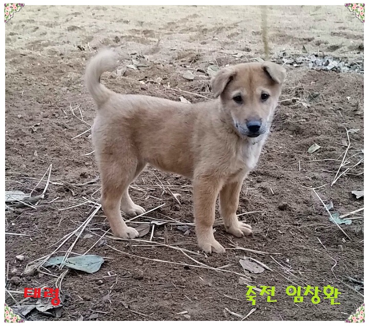 태령 이미지