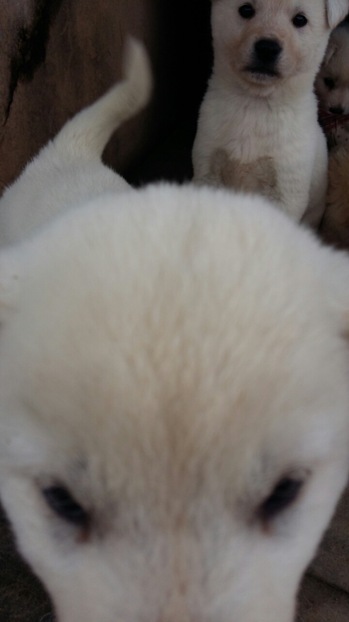 답은 강아지 다 | 인스티즈