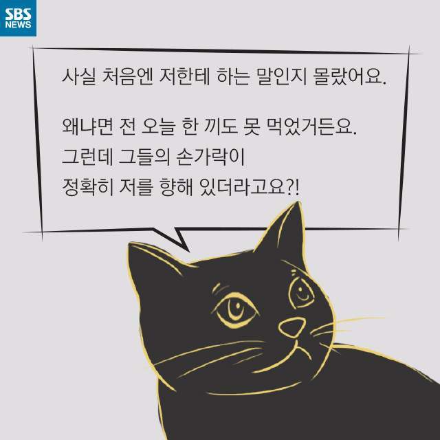 뚱뚱한 길냥이들의 진실 | 인스티즈