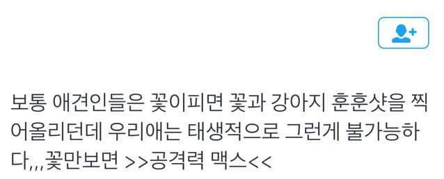 보통 애견인들은 꽃이피면 꽃과 강아지 훈훈샷을 찍어 올리던데.... | 인스티즈