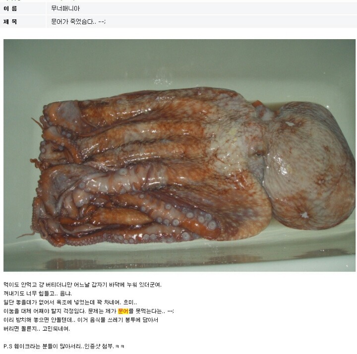 문어가 죽었슴다.. ; .jpg | 인스티즈