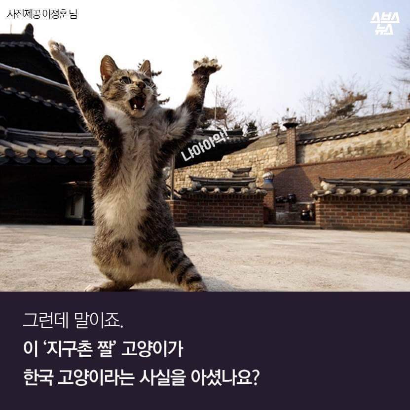 지구촌 짤 '냐옹이 썬더'의 비밀 | 인스티즈