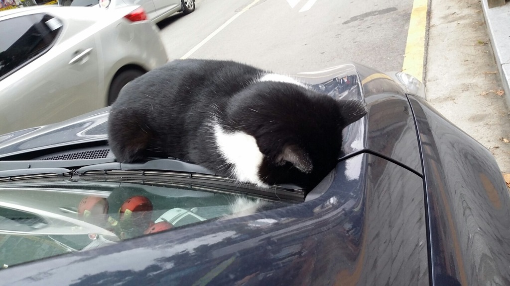 우리 학교 안방마님 고양이 자는 방법.jpg | 인스티즈