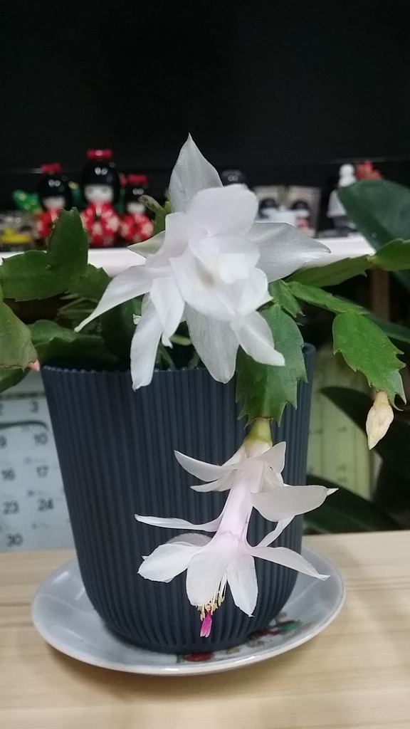 꽃의온도 이미지