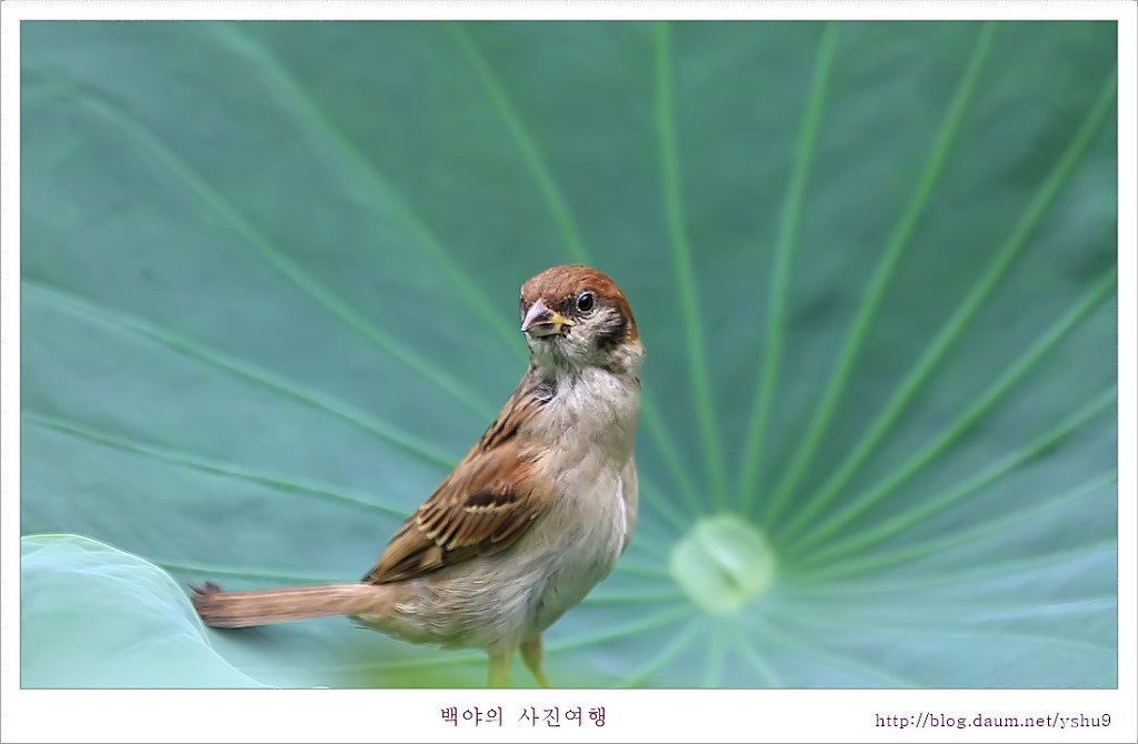 참새 이미지