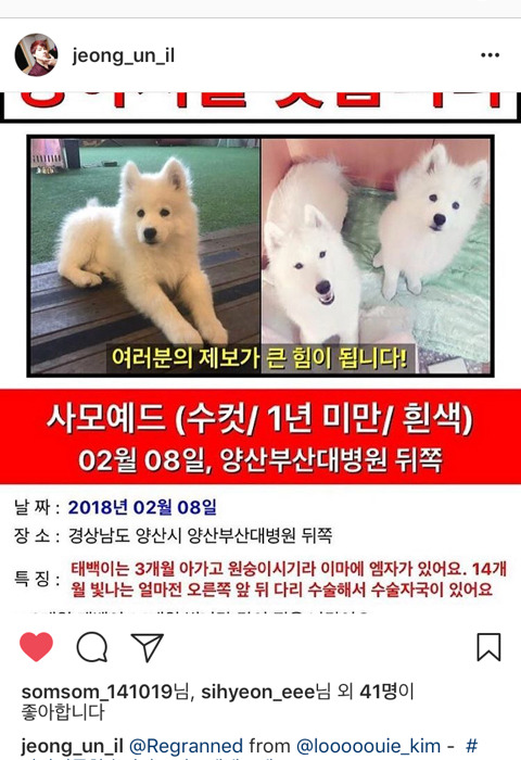 경남 양산시 범어동에서 사라진 사모예드 두마리 한번만 관심 가져주세요 | 인스티즈