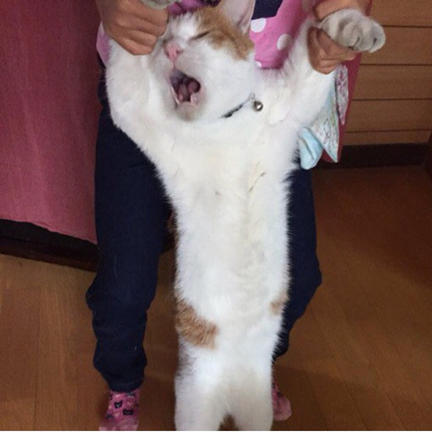 집 나갔다가 잡혀온 냥이.jpg | 인스티즈