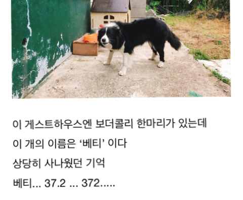 와 개 소름 제주 게스트하우스 살인사건 살인범 한정민은 이 영화를 모티프 삼아 애초부터 살인을 계획한걸수도 | 인스티즈