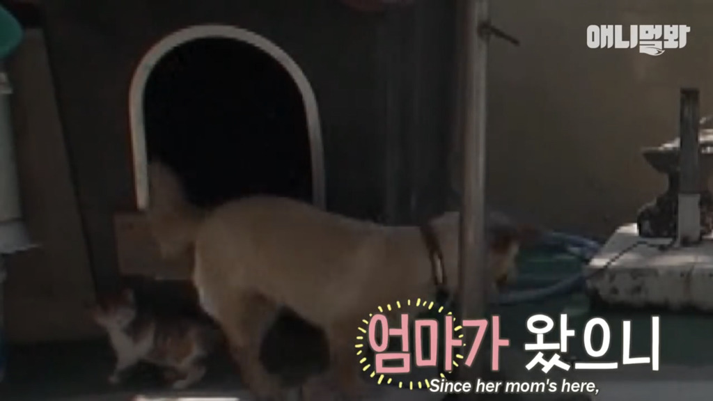 아기 고양이를 능숙하게 키우는 강아지의 사연은? | 인스티즈