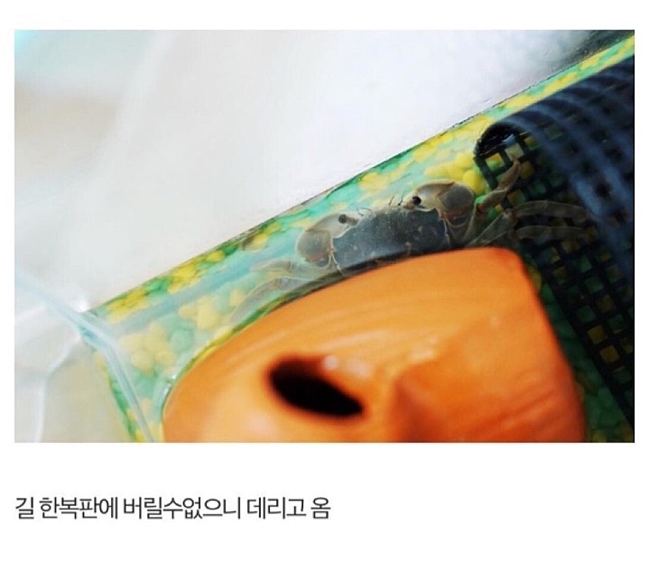 게 키우게 된 디씨인.jpg | 인스티즈