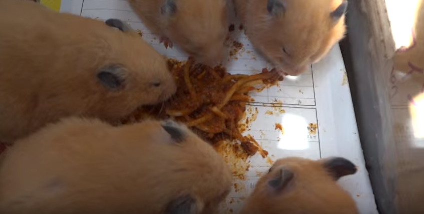 햄스터를 학대하는 인기 동물유튜버 (혐오주의) | 인스티즈