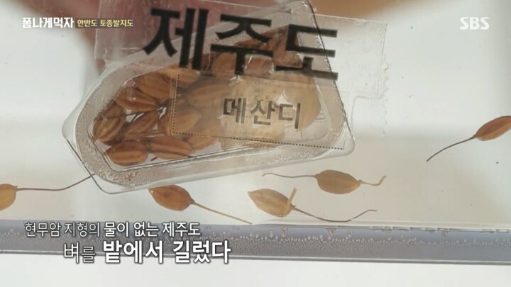 한반도의 토종 벼 품종.JPG | 인스티즈