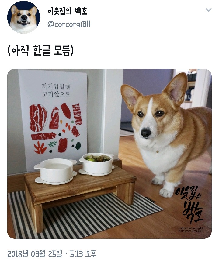 한글을 몰라서 슬픈 강아지.jpg | 인스티즈