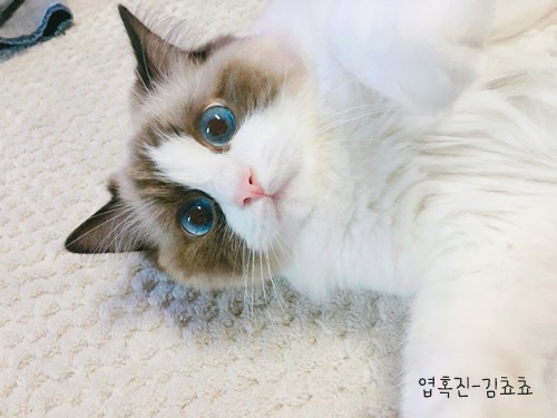랙돌 고양이 쵸쵸의 매력에 빠져들것이다 | 인스티즈