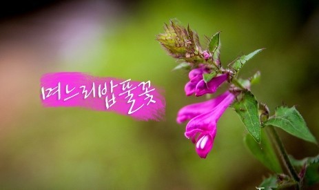 해바라기화원 이미지