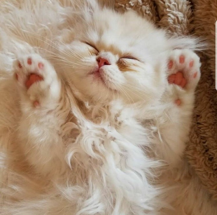 히말라얀 고양이.jpg | 인스티즈