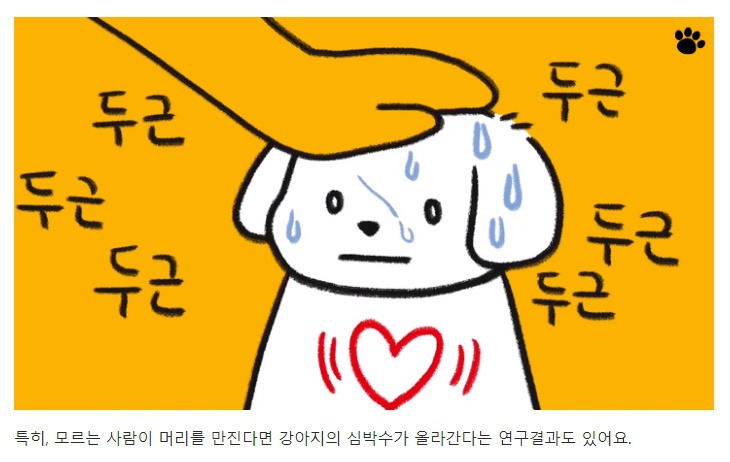 처음 만난 강아지와 인사하는 방법 | 인스티즈