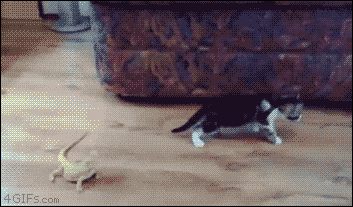 고양이 vs 도마뱀.gif | 인스티즈