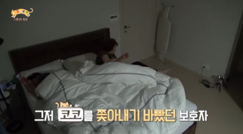 고양이가 아니라 인형을 키우는듯한 집 .jpg | 인스티즈