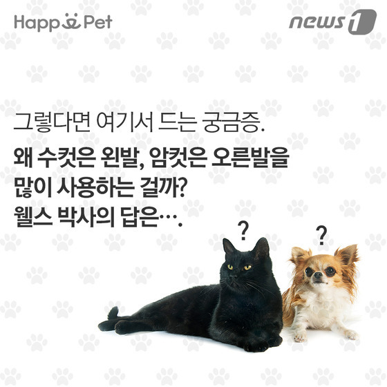 우리 개·고양이는 왼발잡이? 오른발잡이? | 인스티즈