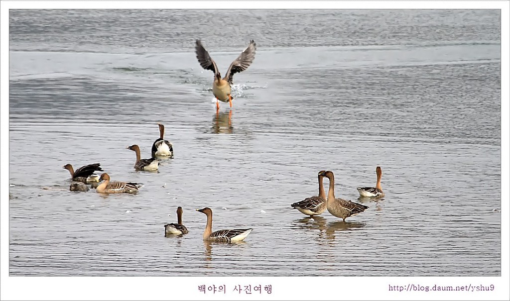 백조 이미지
