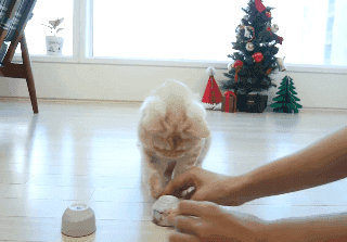 고냉이 키우는사람들이 한번은 들어본말들 | 인스티즈