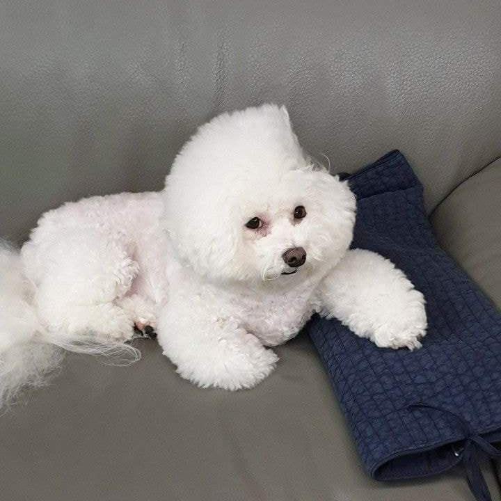 솜사탕 이미지
