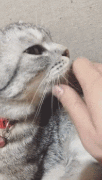 고양이 혀를 잡아 당기면? | 인스티즈