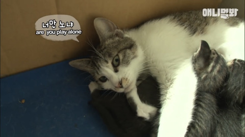 새끼고양이 열마리 키우는 엄마냥이 | 인스티즈