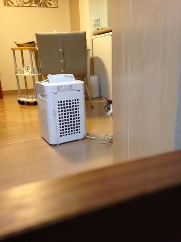 집사 감시하는 감시냥 | 인스티즈