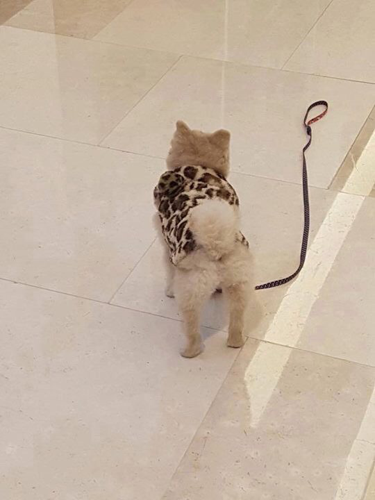 강아지 주인이 자기 친구 보더니 목줄 놓고 보러 감. jpg | 인스티즈