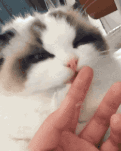 집사놈아 맛이 이상하다? | 인스티즈