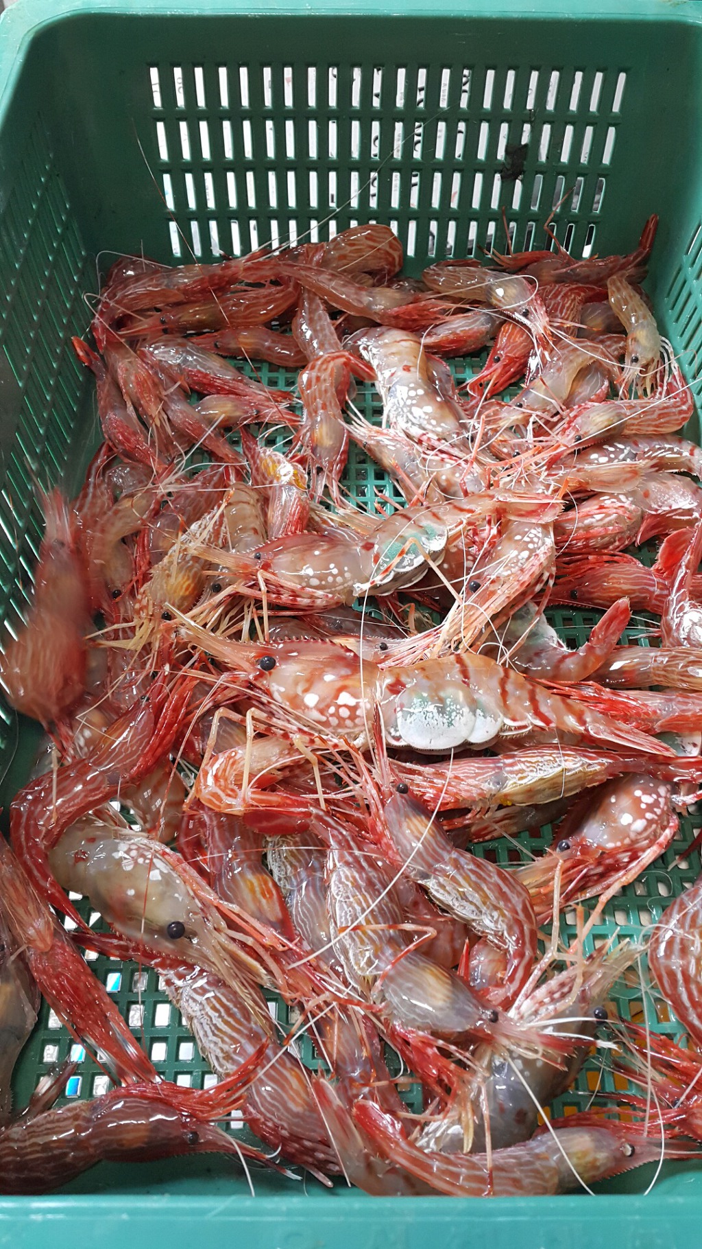 독도꽃새우 이미지