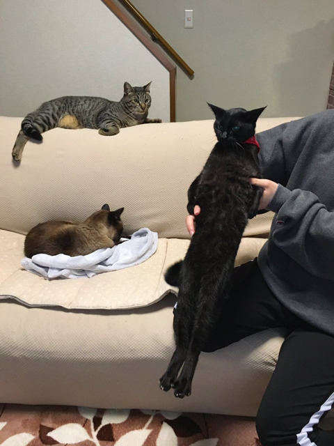 안기는걸 거부하는 고양이 | 인스티즈