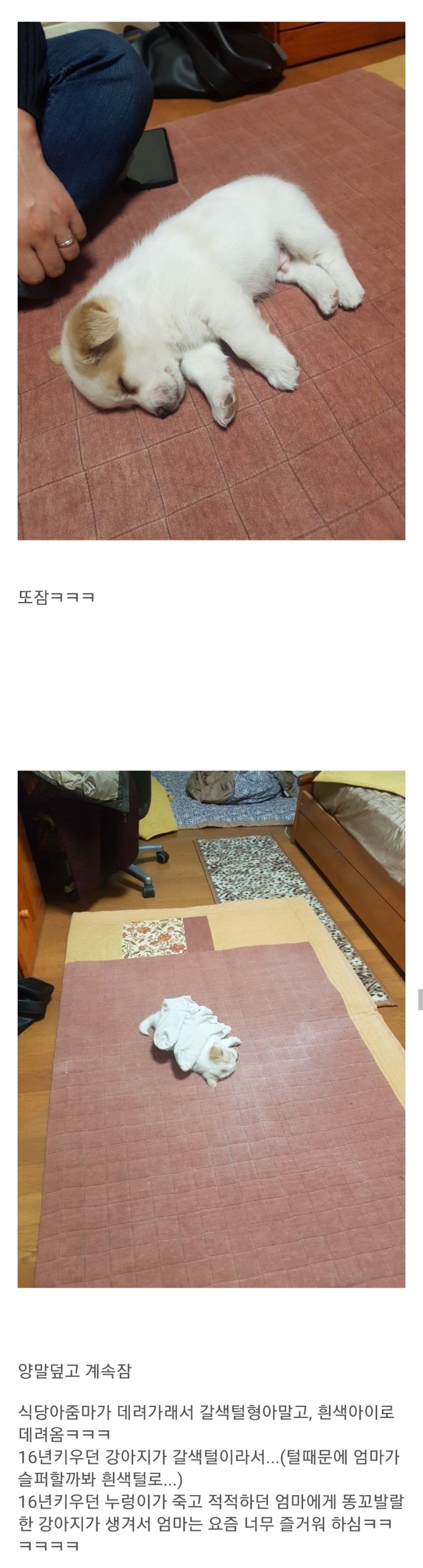 동생이 전주시 식당에서 강아지를 데려왔어요 | 인스티즈