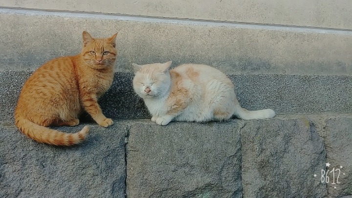 뚱냥이 | 인스티즈