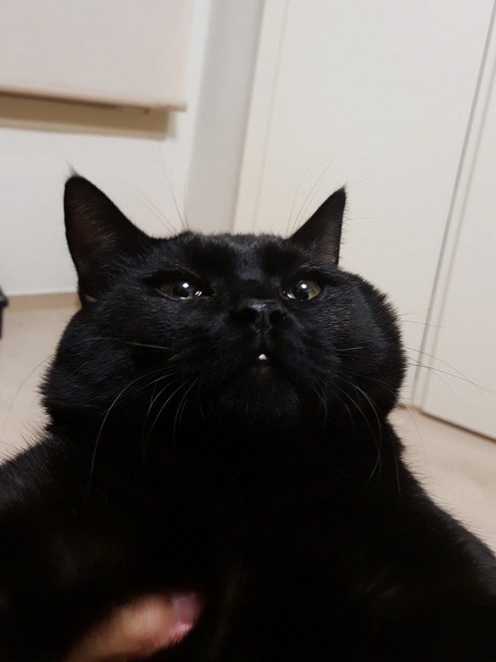 디씨에서 귀여움만으로 힛갤간 고양이 | 인스티즈