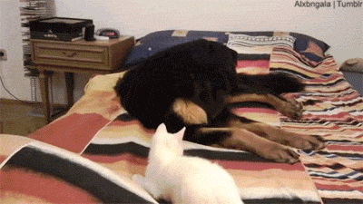 개한테 덤비는 고양이.gif | 인스티즈