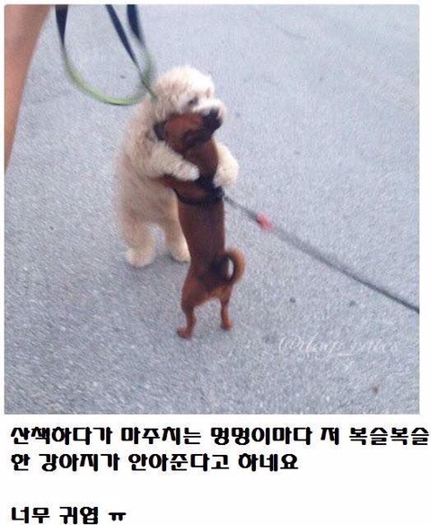 사랑이 많은 강아지 | 인스티즈