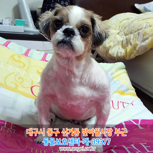수컷 이미지