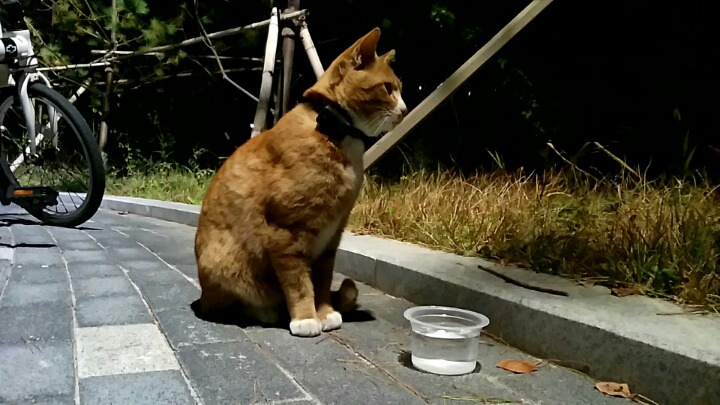 길냥이 보금자리 추적기 | 인스티즈