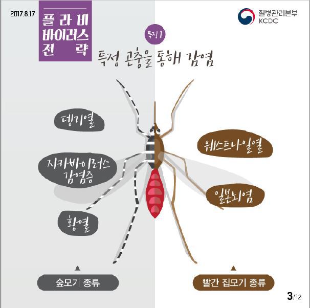 플라비 이미지